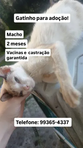 Gatinho para adoção