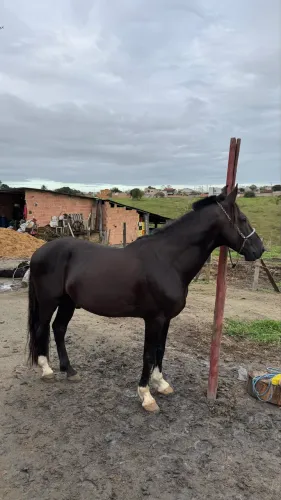 Cavalo mangalarga puro marcha picado.