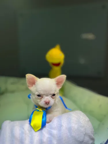 Filhotes de Chihuahua