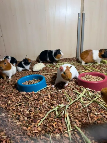 Vendo porquinho da india
