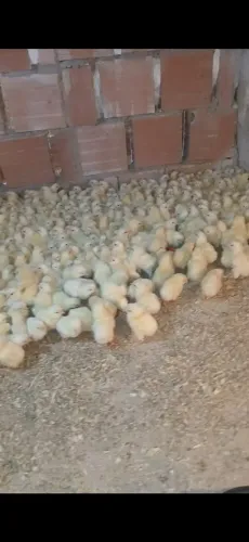 PINTOS CAIPIRA TODOS VACINADOS R$ 300 A CAIXA COM 100 UNIDADES 