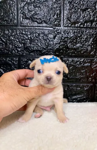 Chihuahua