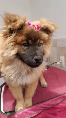 Chow chow fêmea