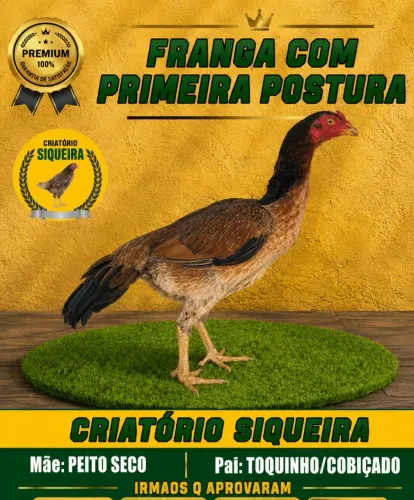 Franga de muita genética
