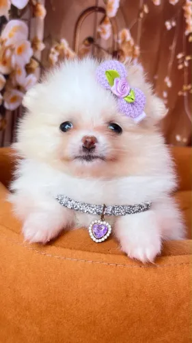Lulu da Pomerânia - Spitz Alemão -Filhotes disponíveis