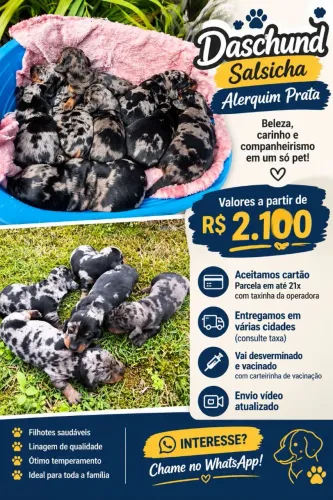 DASCHUND SALSICHA alerquim macho e femea