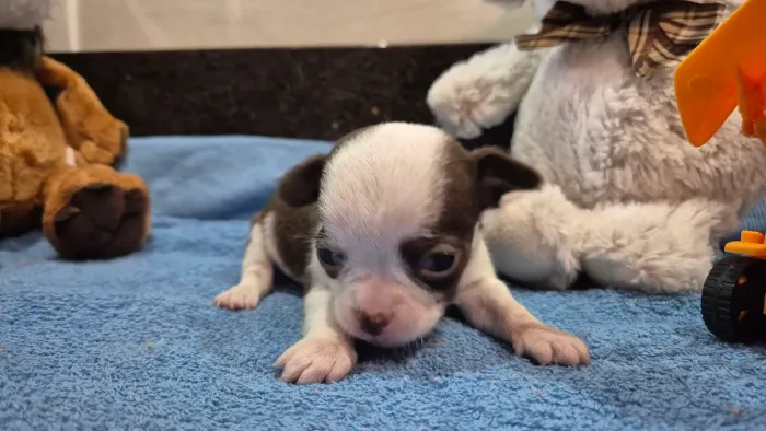 Chihuahua bicolor macho