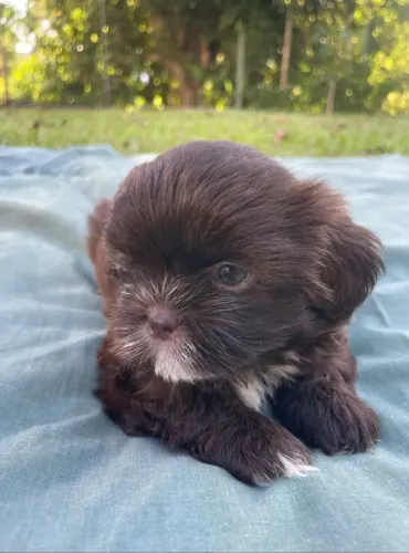 Filhotes Shih Tzu
