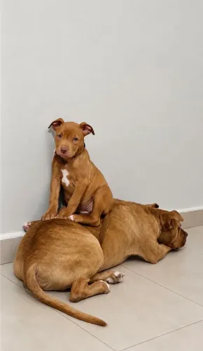 Filhote de pitbull ( fêmea)