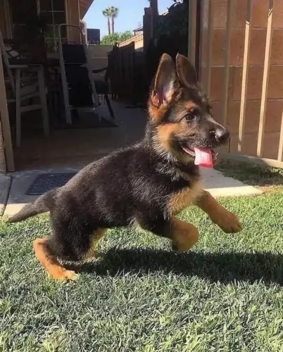 Pastor Alemão - O Pet Ideal Para Quem Valoriza Boa Companhia 