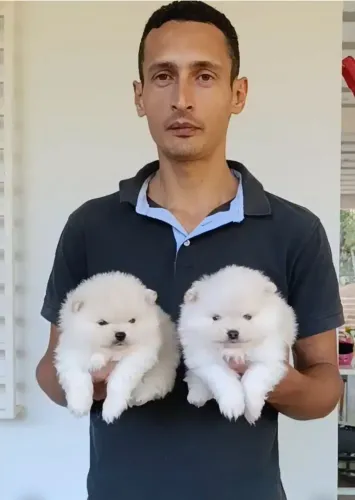 Oportunidade para quem procura um exemplar Lulu Spitz miniatura 
