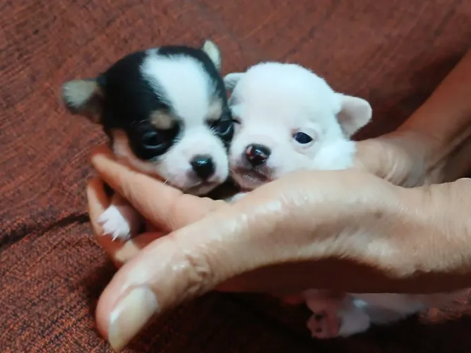 Chihuahua