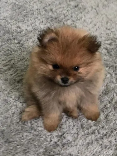 Vendo lindo machinho Spitz alemão anão/ Lulu-da-pomerânia filhote
