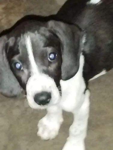 Filhote caçadora fêmea Big com americano