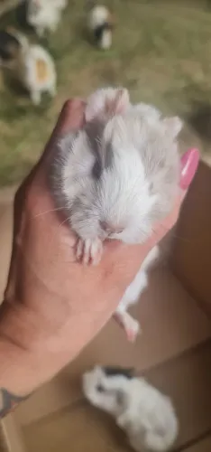 Porquinho da índia peruano