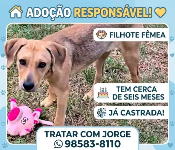 Cadela filhote para doação