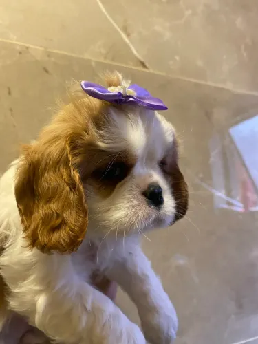 Cavalier lindas fêmeas e machinho entrego