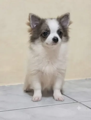 Chihuahua macho 