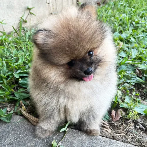 Lulu Da Pomerania: Últimos filhotes
