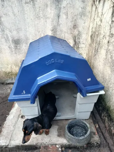 Casinha de cachorro