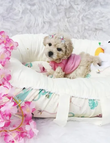 Negócio lindos filhotes de Poodle toy