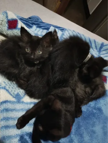 Filhotes de Gato Angora 