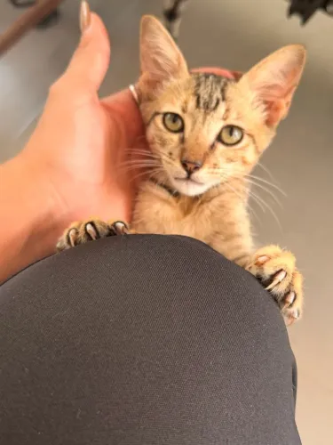Gata filhote fêmea para adoção