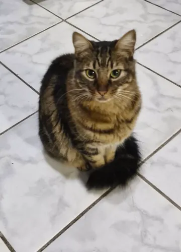 Gato