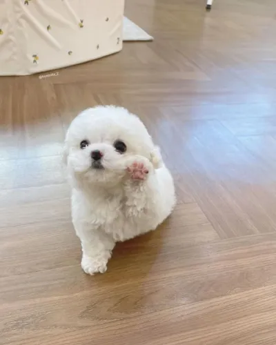 eu Novo Filho de Quatro Patas Está Te Esperando