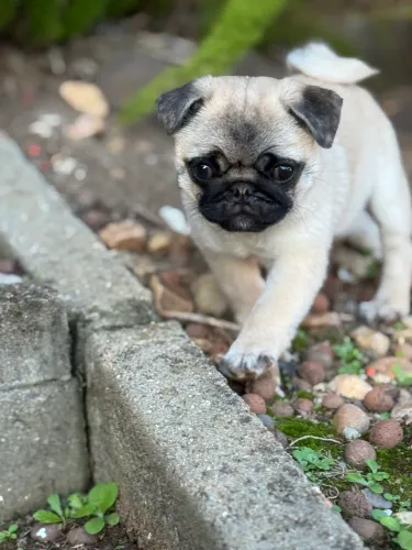 VENDO FILHOTE DE PUG - MACHO - ABRICCOT