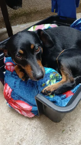 Doação doguinho mistura raça pinther com dachsud