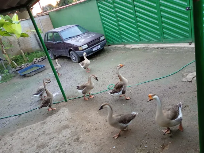 Gansos africanos 