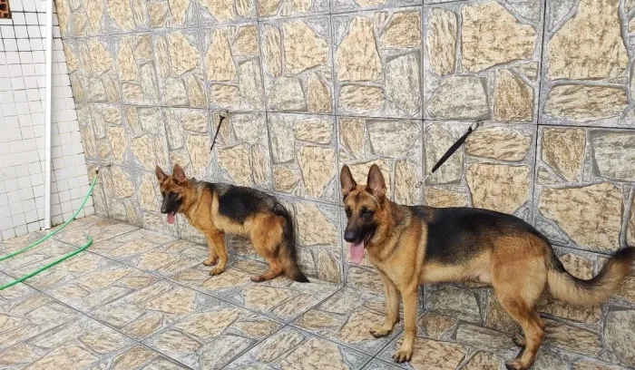 Vendas de cães de guarda adestrados 