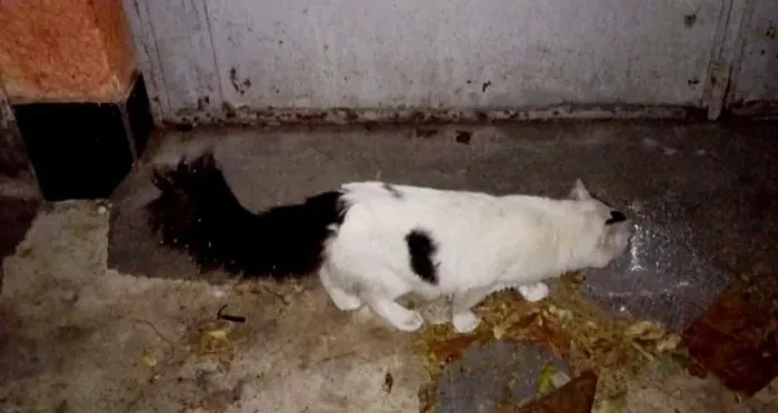 Adoção. Gato caseiro abandonado