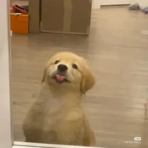 Golden adorável