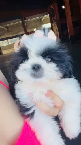 Cachorro shihtzu