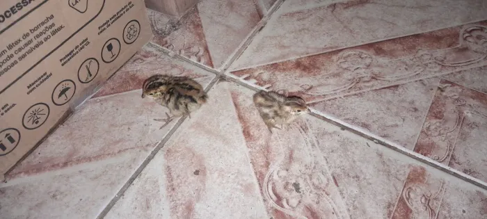 Filhote de codorna comum e gigante