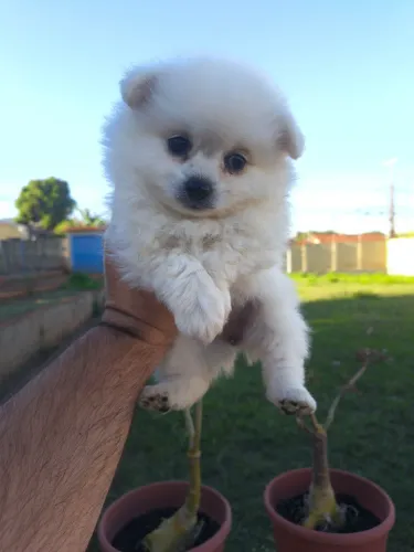 Spitz alemão fêmea