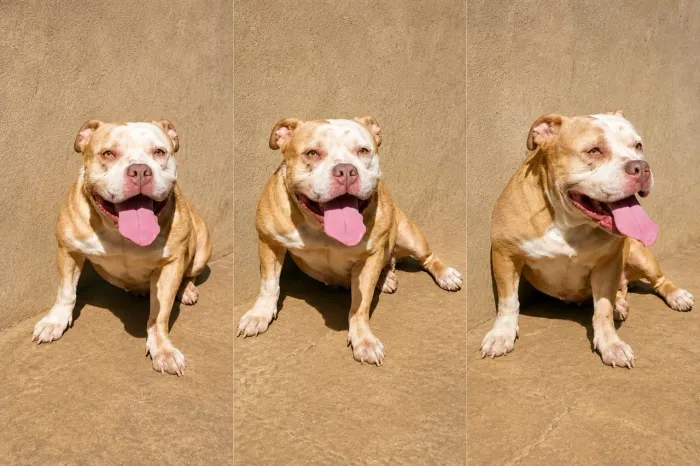 Américan bully fêmea pocket fawn Whit