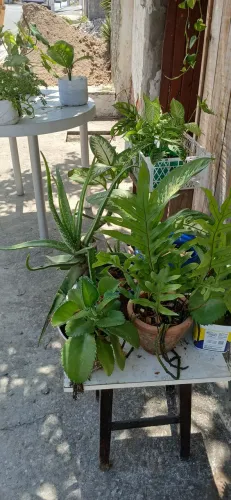 Plantas