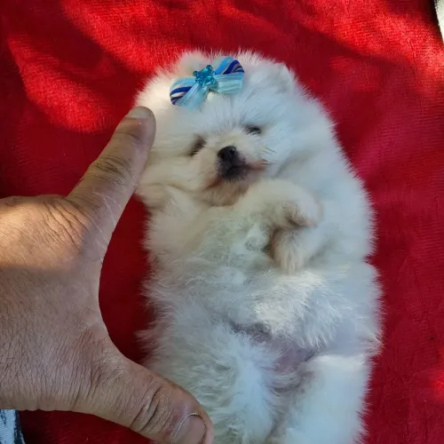 Spitz alemao anã ( lulu da pomeranea) pronta entrega foto real e atual sem filtros