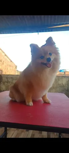 Banho e tosa a domicílio 
