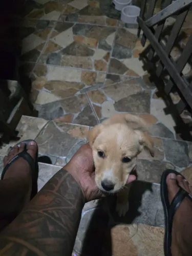 Vendo filhotes de pastor alemão