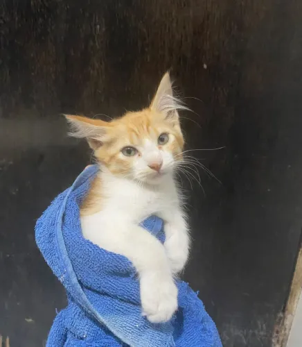 Gatinho Macho Filhote para Adoção Responsável <br>