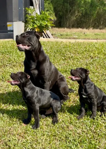 Cane Corso