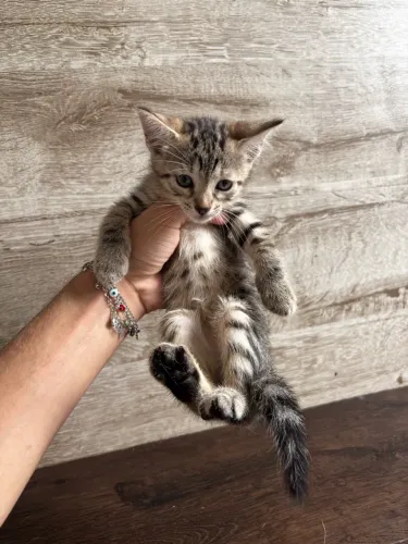 Filhotes de gatinhos para adoção 