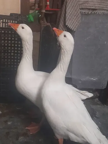 Ganso