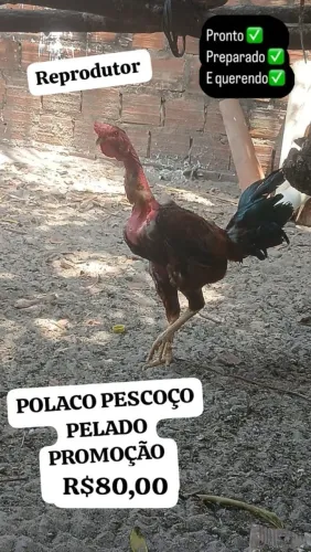 GALO REPRODUTOR CAIPIRA PROMOÇÃO