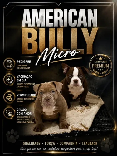 American Bully Micro
