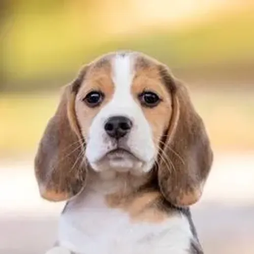 Beagle,Beagle Filhote Estrutura Perfeita Disponível